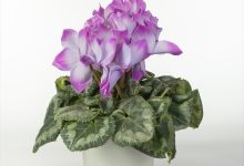 シクラメン新品種大賞 E-11 シクラメン ミスティ ５号 さかもと園芸 群馬県