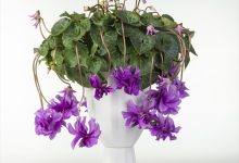 審査員奨励賞 E-13 ミニシクラメン チモ ローゼスブルー枝垂れ ６号 矢祭園芸 福島県