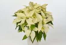 審査員奨励賞 A-19 ポインセチア フローズン ３．５号 塩原　卓哉 埼玉県