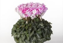 農林水産大臣賞 B-18 シクラメン キャンディ－ケ－ン ５号 ＪＡあきた湖東１０３佐藤壮真 秋田県