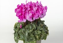 １等賞 A-8 ミニシクラメン クレヨンバイオレット ４号 保坂フローラ 保坂親司 山梨県