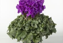 １等賞 B-29 シクラメン 天空 ５号 大栄花園 高橋康弘 千葉県