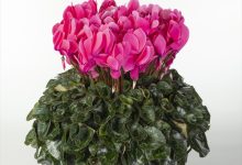 １等賞 C-74 シクラメン シュ－ベルト ６号 ＭＦＧイッセイ花園 吉原一成 栃木県