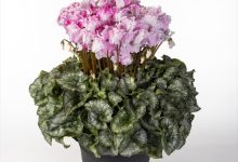 １等賞 D-1 シクラメン キャンディ－ケ－ン ８号 ＭＦＧサン・フローリー芙久舞 栃木県