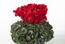 東京都知事賞 C-67 シクラメン ヨハンシュトラウス ６号 小久保園芸 小久保憲一 群馬県