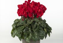 ２等賞 A-6 シクラメン（スカ－レット） ４号 保坂フローラ 保坂親司 山梨県