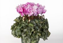 ２等賞 B-24 シクラメン キャンディ－ケ－ン ５号 宮崎園芸 宮崎勇樹 千葉県