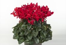 ２等賞 B-62 ミニシクラメン ス－パ－ジックスレッド ５号 保坂フローラ 保坂親司 山梨県