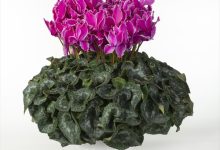 ２等賞 C-34 シクラメン ドリ－ムパ－プル ６号 ＪＡあきた湖東１０３佐藤壮真 秋田県