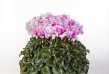 ２等賞 C-75 シクラメン キャンディ－ケ－ン ６号 ＭＦＧイッセイ花園 吉原一成 栃木県