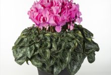 農林水産省農産局長賞 D-4 シクラメン シュ－ベルト ８号 ＭＦＧサン・フローリー芙久舞 栃木県