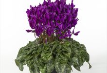 佳作 B-23 シクラメン 江戸ノ青 ５号 大栄花園 高橋康弘 千葉県