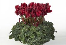 佳作 B-36 シクラメン マドモアゼル ５号 小久保園芸 小久保憲一 群馬県