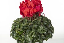 佳作 B-65 シクラメン ヨハンシュトラウス ５号 フローリカルチャーリストタカハシ 北海道