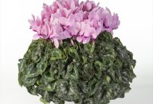 佳作 C-1 シクラメン シュ－ベルト ６号 ＪＡあきた湖東１０３佐藤壮真 秋田県