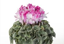 佳作 C-53 シクラメン ピアス ６号 ＪＡあきた湖東１０３佐藤壮真 秋田県