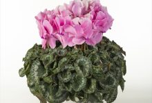 (公社)園芸文化協会会長賞 B-44 シクラメン シュ－ベルト ５号 ＪＡあきた湖東１０３佐藤壮真 秋田県