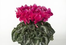 (一社)日本花き卸売市場協会会長賞 C-61 シクラメン（パステルピンク） ６号 根本園芸 根本雄二 福島県