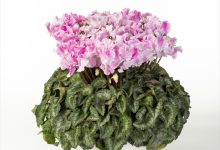 「日本農業新聞」賞 C-83 シクラメン キャンディ－ケ－ン ６号 石川花園 石川英司 群馬県