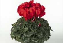 ㈱花卉園芸新聞社賞 B-14 シクラメン ヨハンシュトラウス ５号 ＪＡあきた湖東１０３佐藤壮真 秋田県