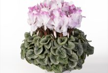 ㈱グリーン情報賞 B-17 シクラメン ピアス ５号 ＪＡあきた湖東１０３佐藤壮真 秋田県